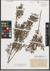 Foto von Salix repens L.